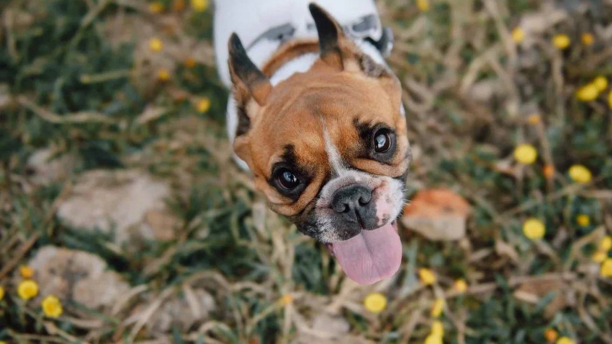    Французский бульдог по кличке Соня