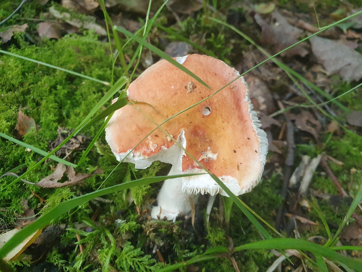 Сыроежка sp. Выглядит бодро