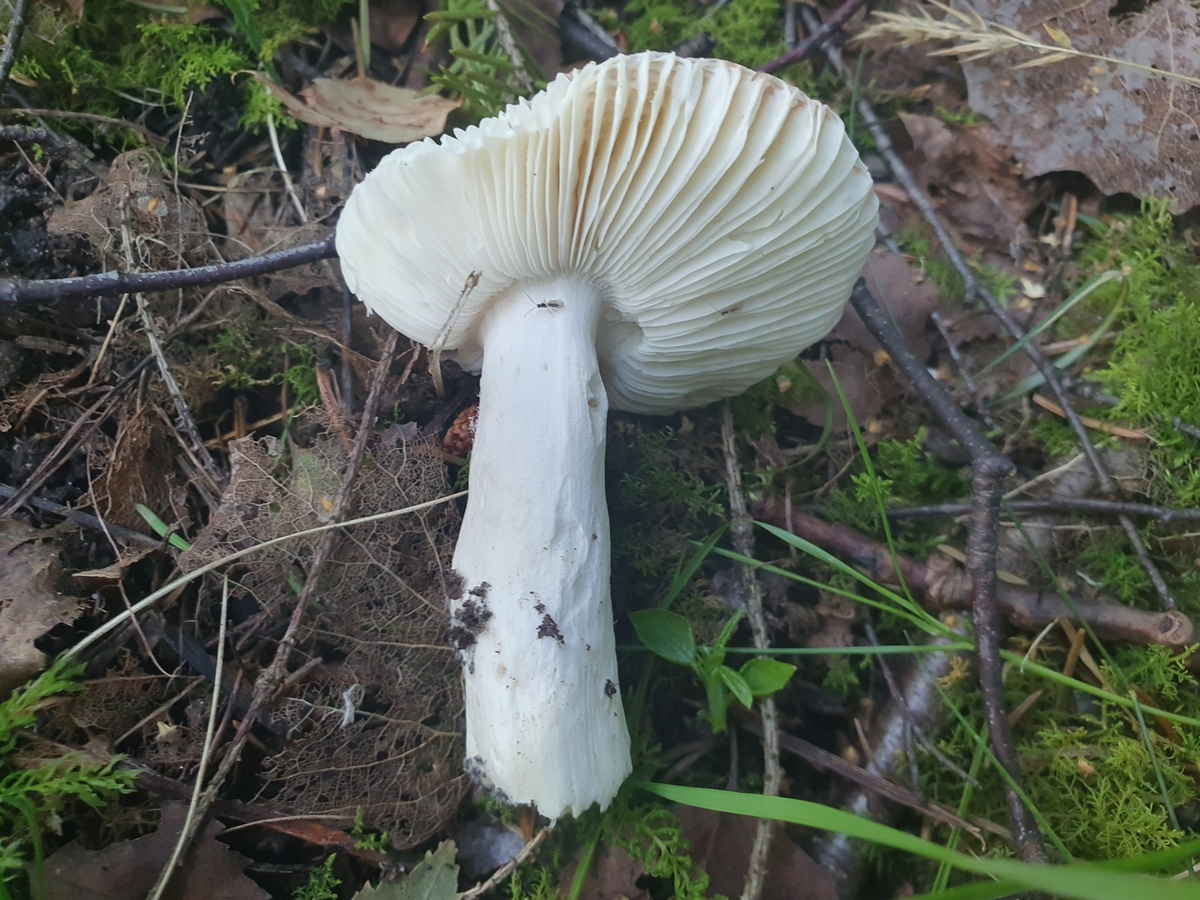 И даже так! Но диверсанты уже внутри(