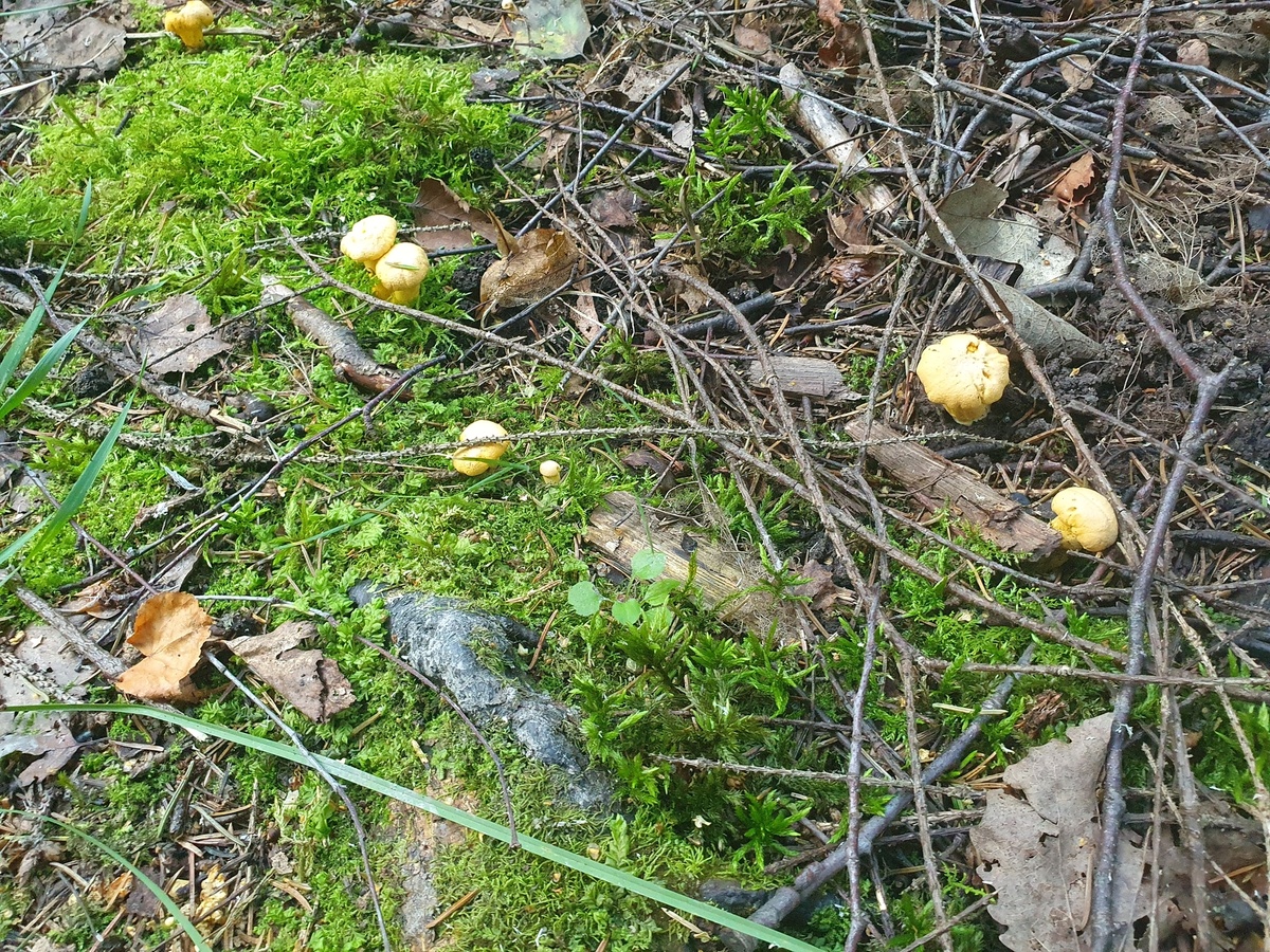 Лисичка обыкновенная (Cantharellus cibarius). Самая крупная из найденных семеек.