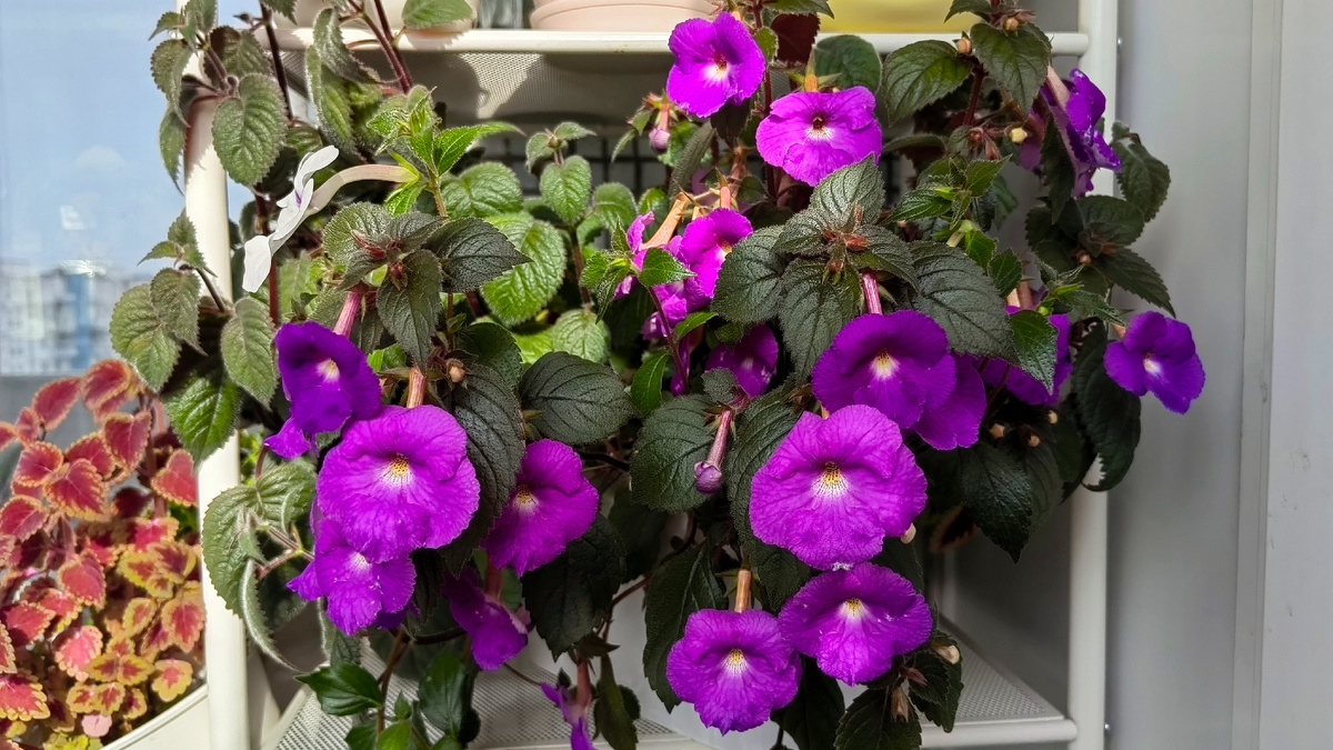 Ахименес на балконе. Сорт Happy Williams. Фото автора 