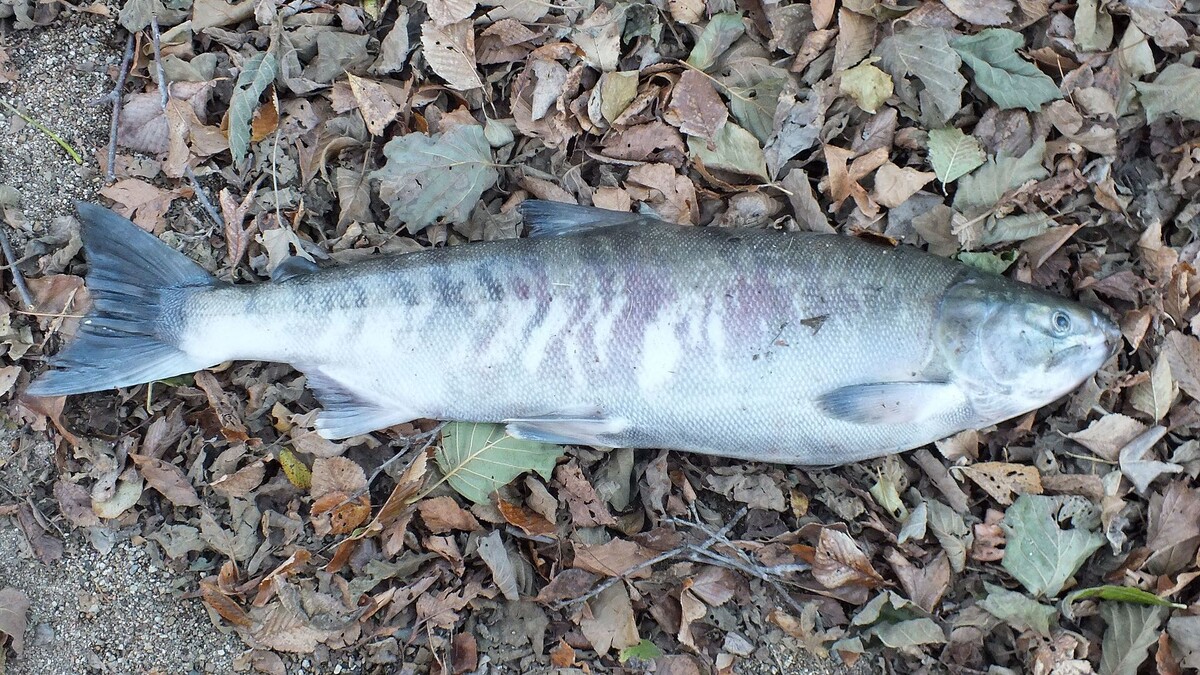 Фото с сайта: https://manrule.ru/ryba/keta/