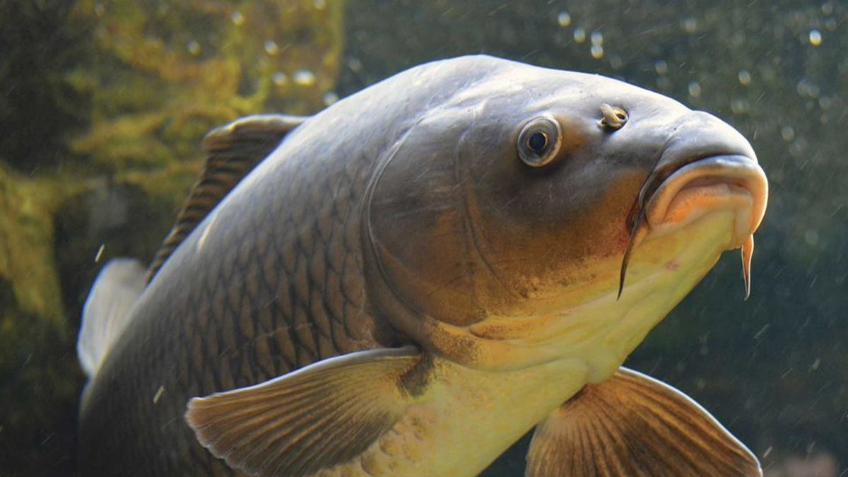 Фото с сайта: https://pipez.info/17103-random.html