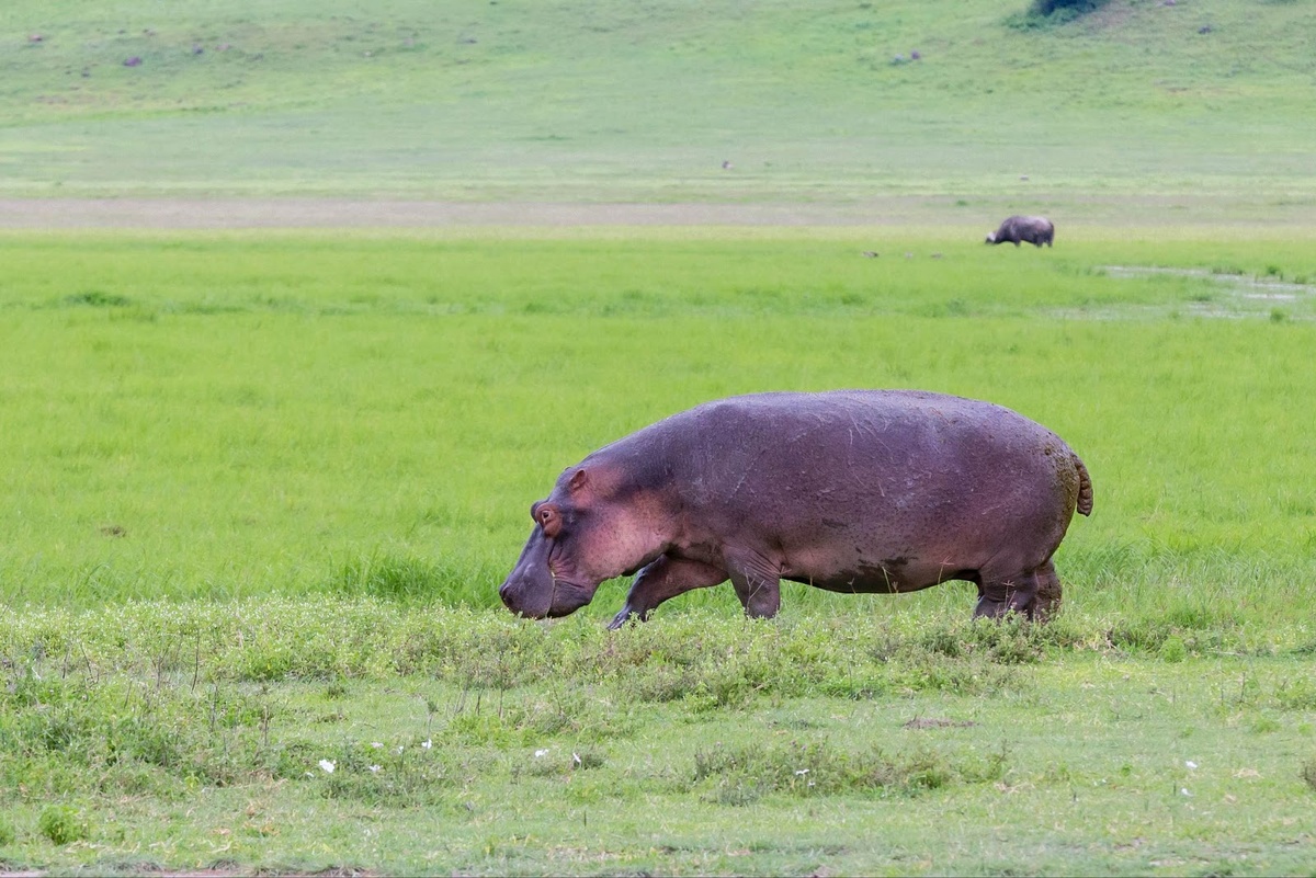 Бегемоты могут нападать на других животных и людей, защищая свою территорию. Фото: архив Altezza Travel
