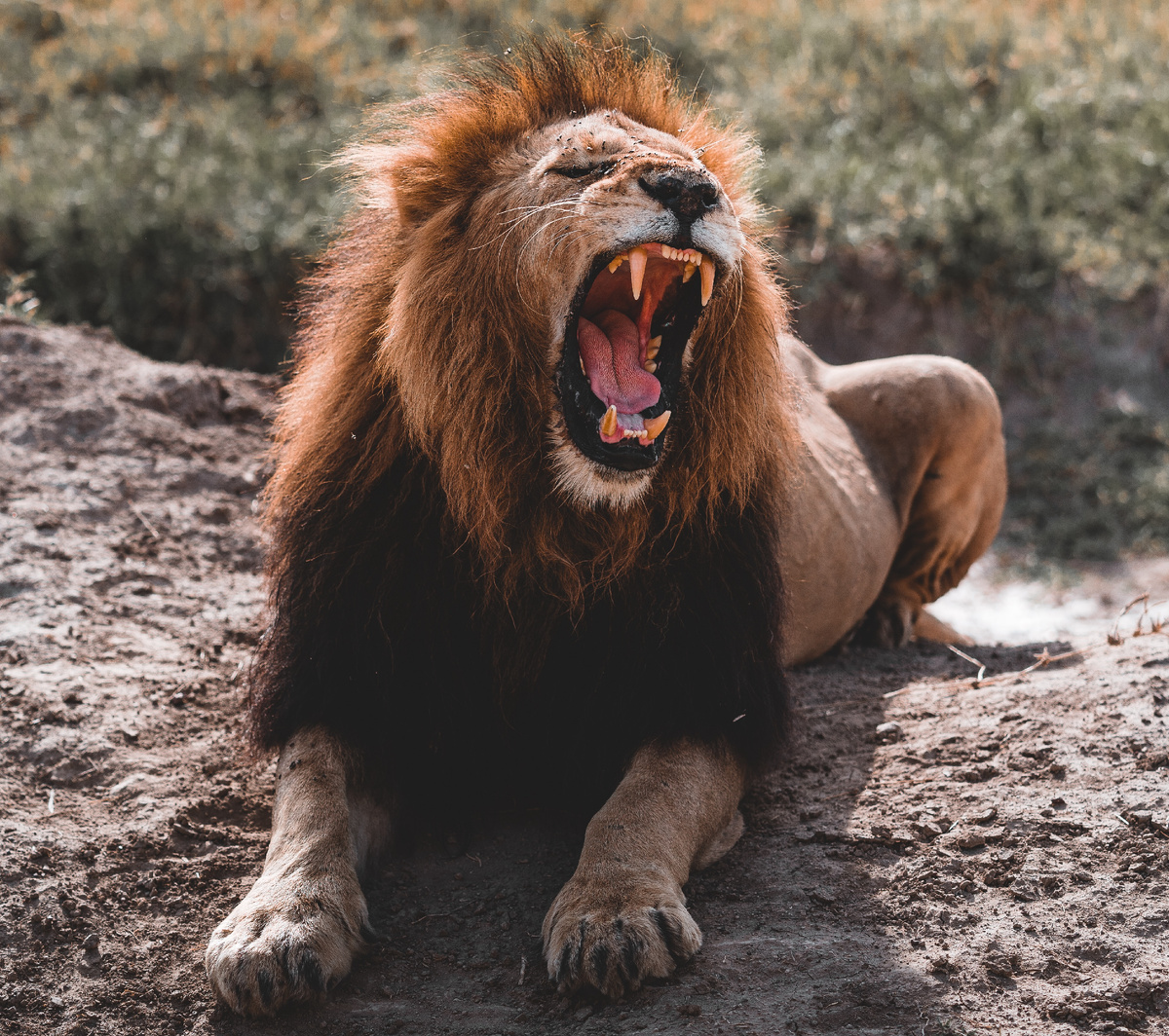 Помимо “Большой пятерки”, в Африке водится множество других опасных и агрессивных животных. Фото: архив Altezza Travel