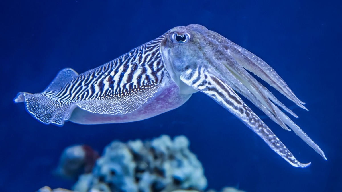 Фото с сайта: https://interestingengineering.com/science/cuttlefish-pass-the-marshmallow-test-by-exerting-self-control