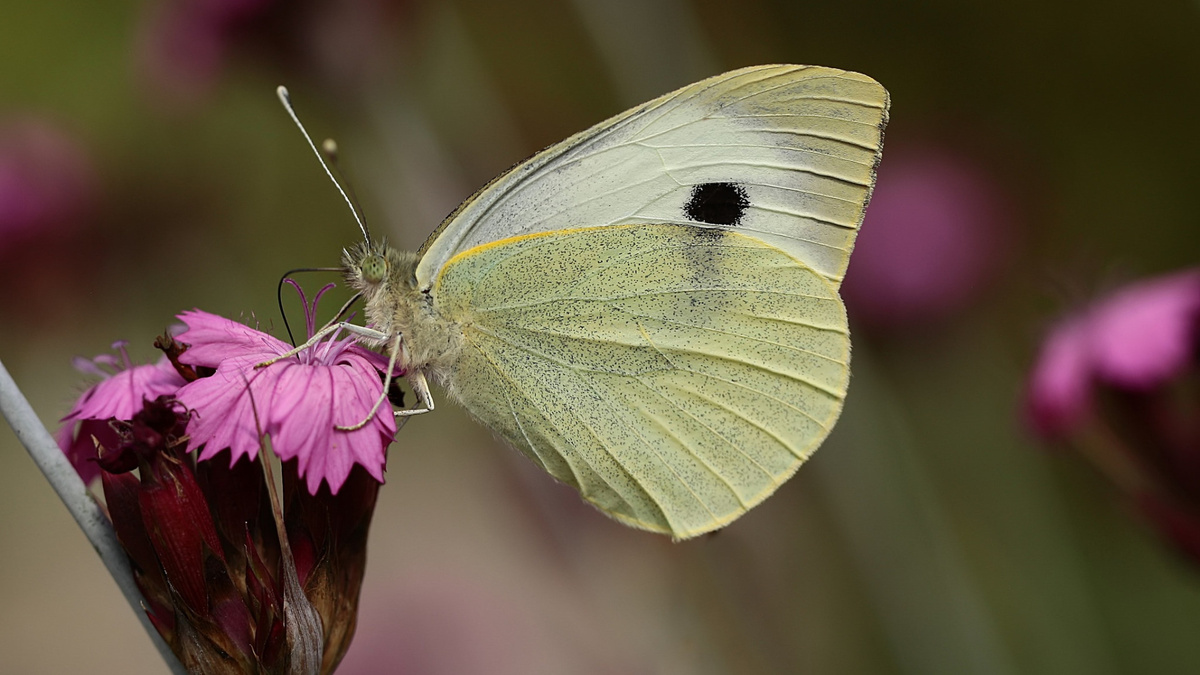 Фото с сайта: https://supercats-club.ru/drugie-zhivotnie/babochka-kapustnitsa-na-tsvetke.php