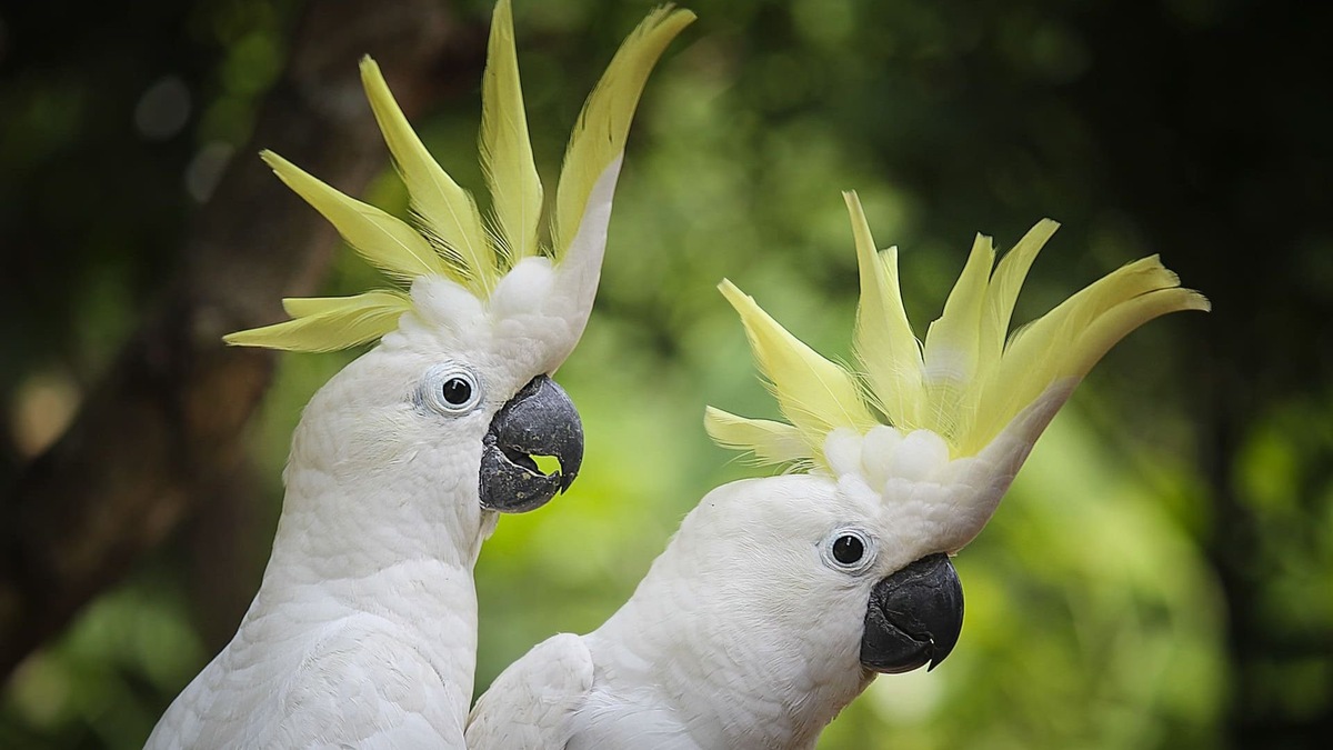 Фото с сайта: https://wishescards.ru/ptentsiy/kakadu/