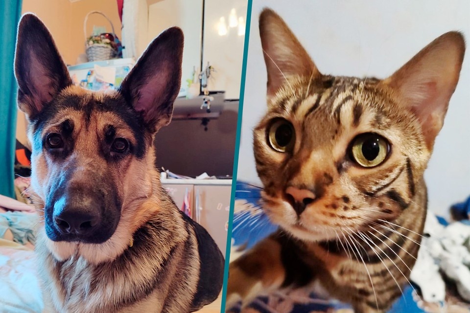    Кекса и Чипса с нетерпением ждут дома. Фото предоставлено хозяевами животных.