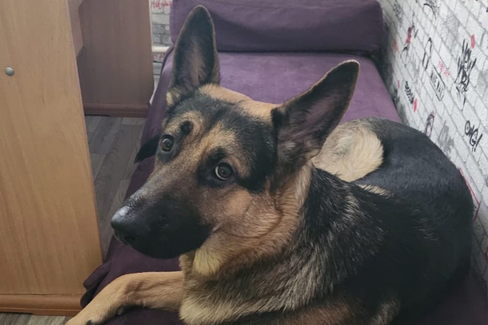    Предположительно Кекс потерялся в Нытвенском районе. Фото предоставлено хозяевами животных.