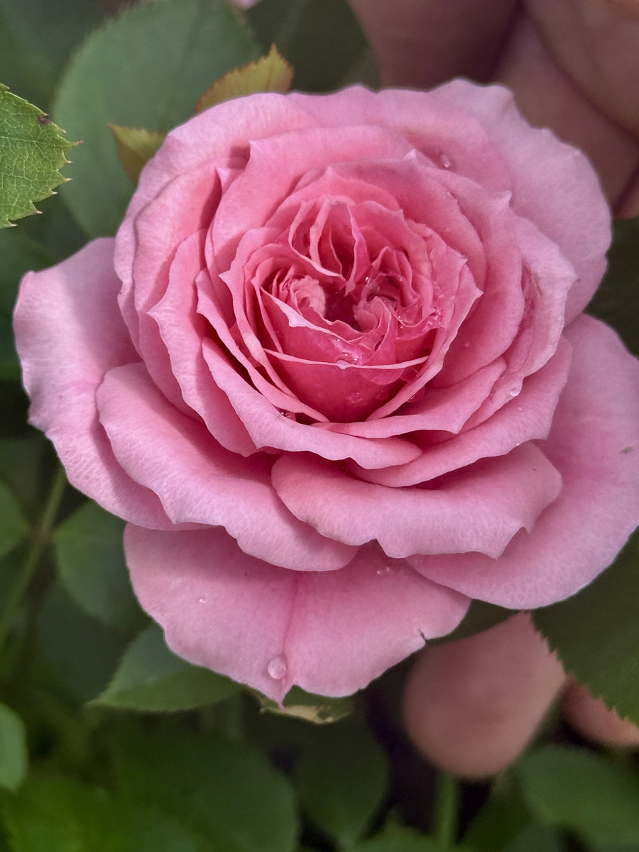 личный архив 