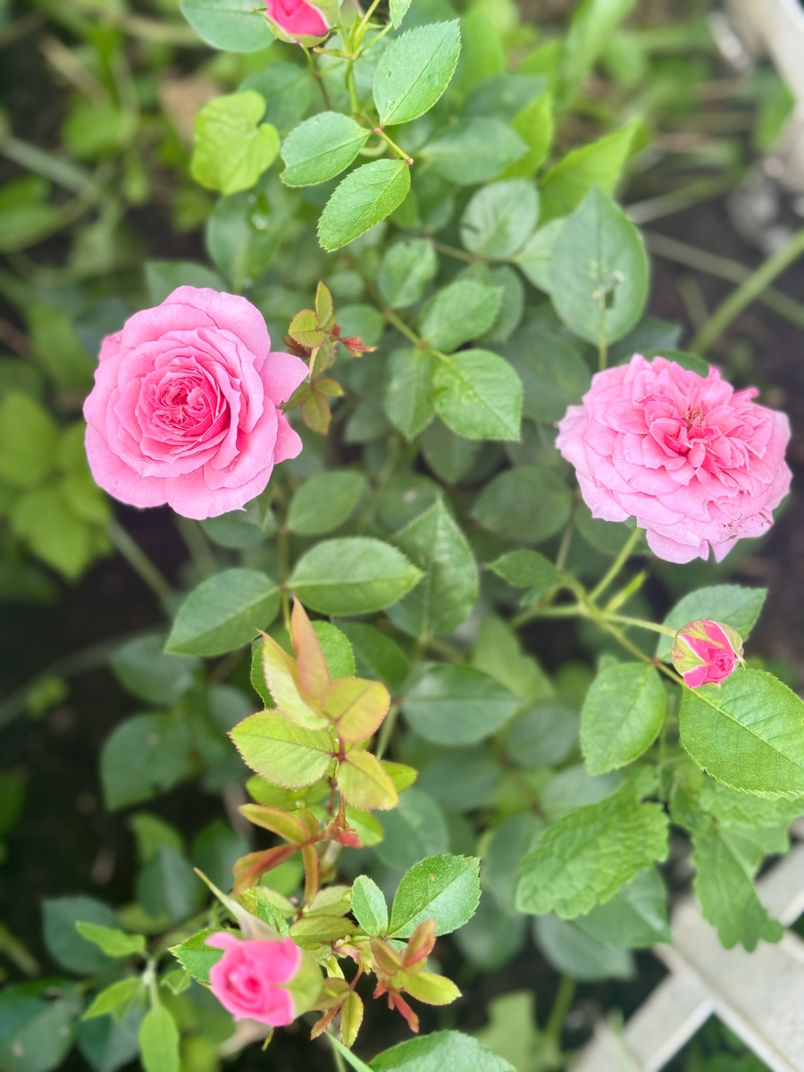 личный архив