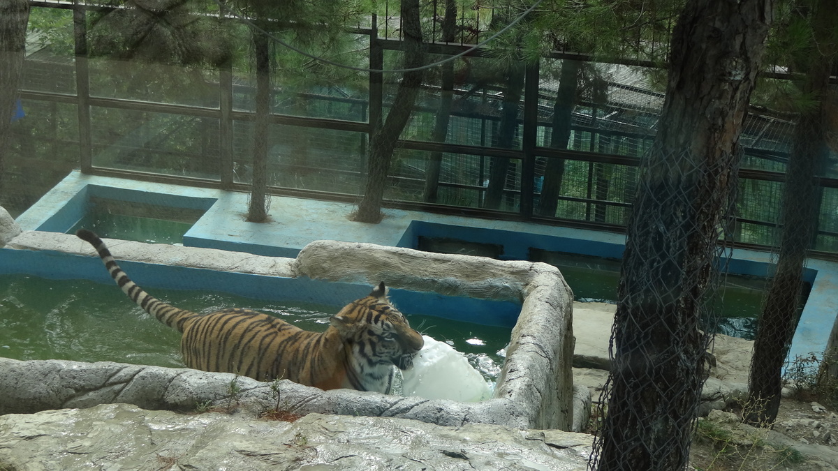 Зоопарк в Сафари-парке (Геленджик)