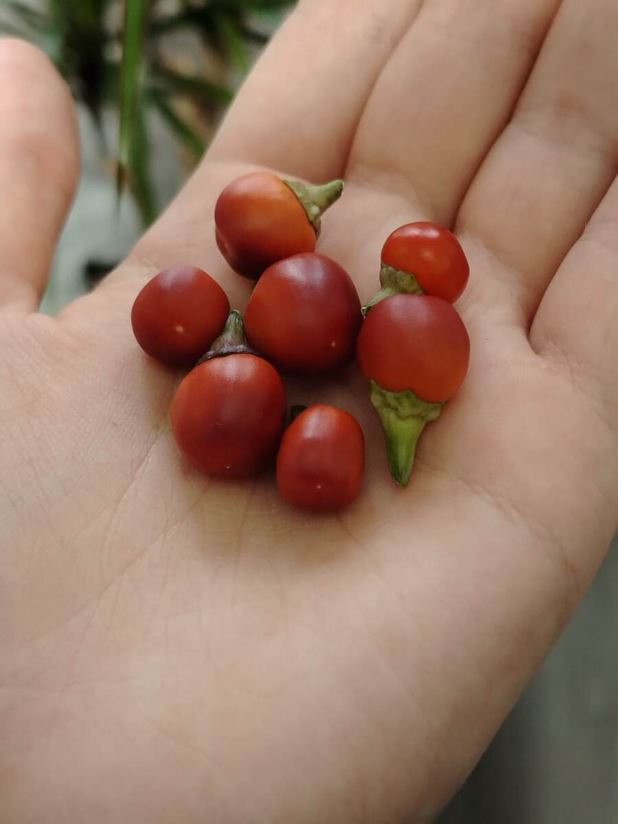 Вот такой урожай бывал 🤪