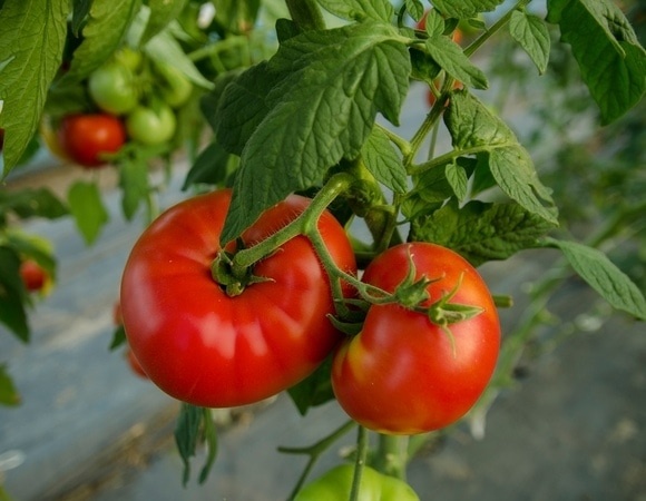 Как сделать помидоры слаще меда: 5 простых приемов для дачников