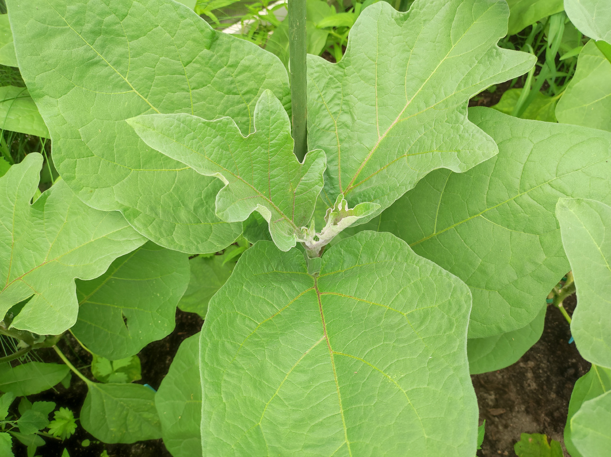 Фото автора, баклажаны, конец июня 2025 года