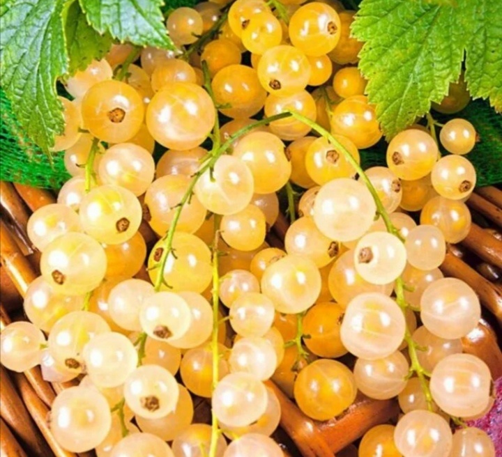 белая смородина. 