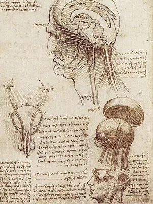 Человеческий мозг с аннотациями Леонардо да Винчи, 1510 год