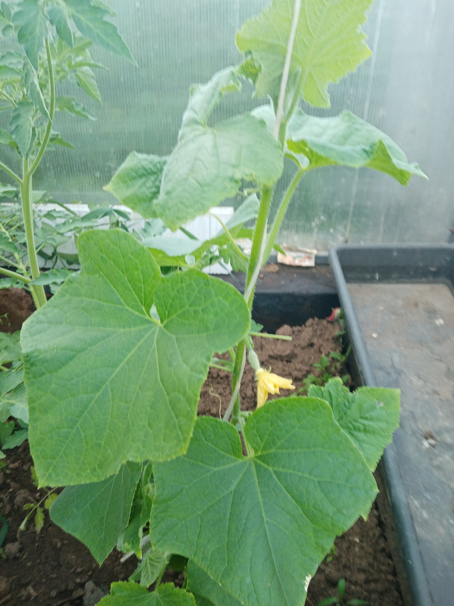 Крепыш F1 в теплице в июле. 