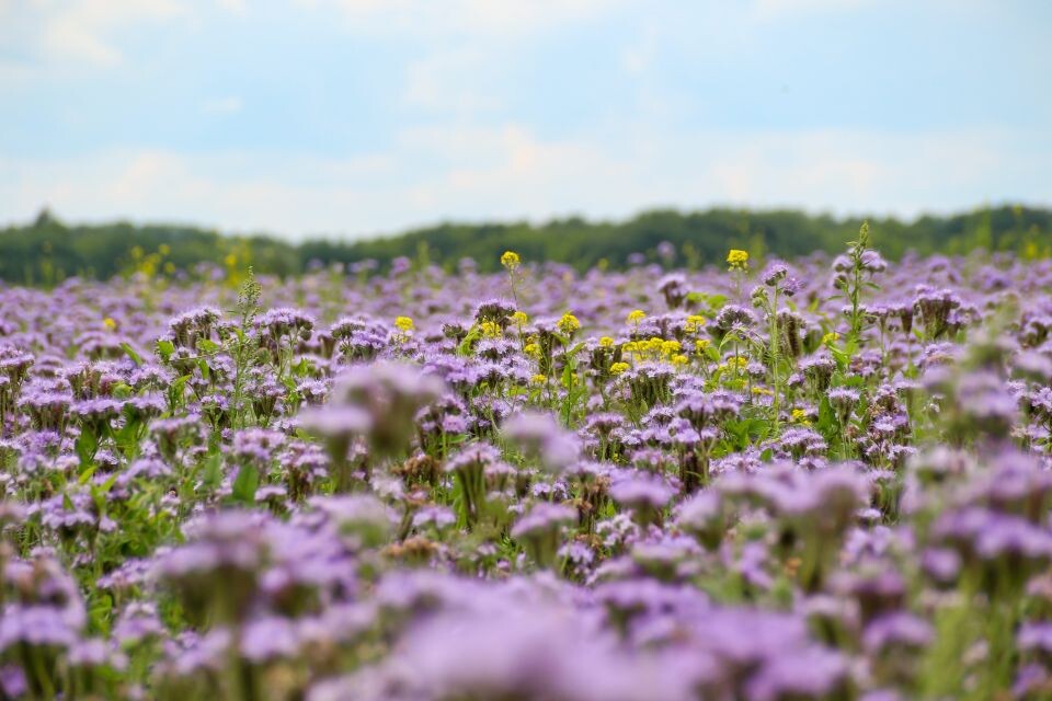    Цветущие поля. Погода. Лето.. Источник: Виталий Барабаш