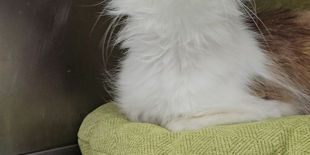 За несколько дней до ухода из жизни, военный из Суджи успел отдать мне кошку Тому