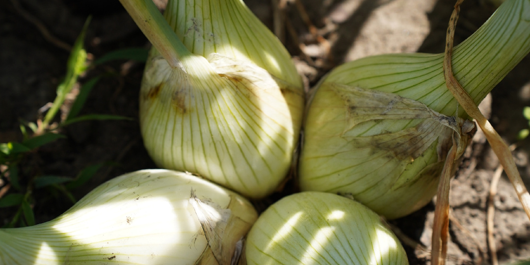 Как вырастить репчатый лук из семян: проверенный способ моей мамы