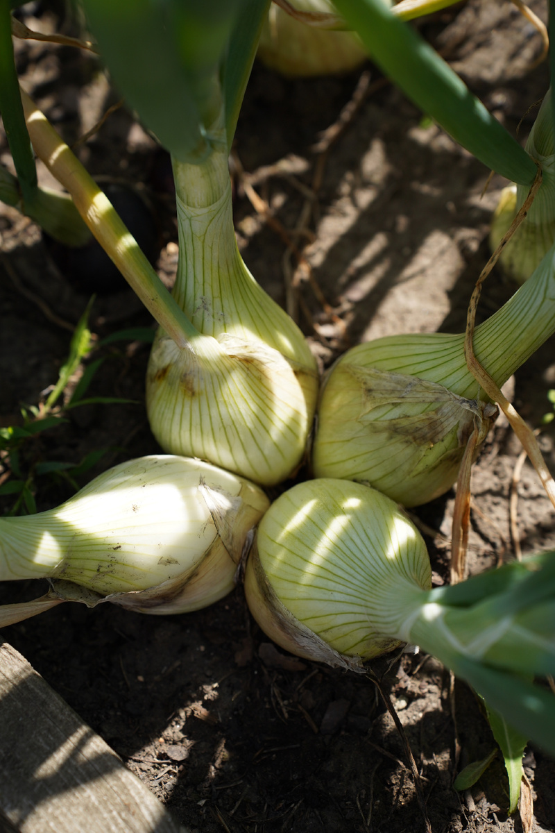 Лук, посаженный семенами