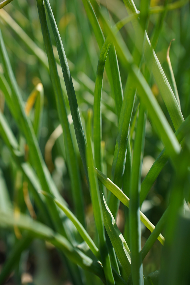 Зелень лука 