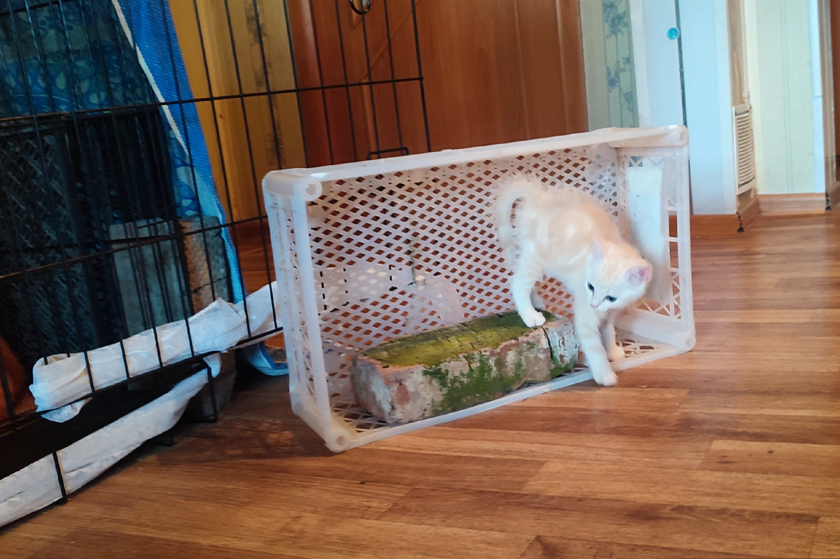 Персик. Этим ящиком я прижимаю дверь в вольер, чтобы они не выбрались. У них с Кешей, этот ящик, любимое место для игр. 