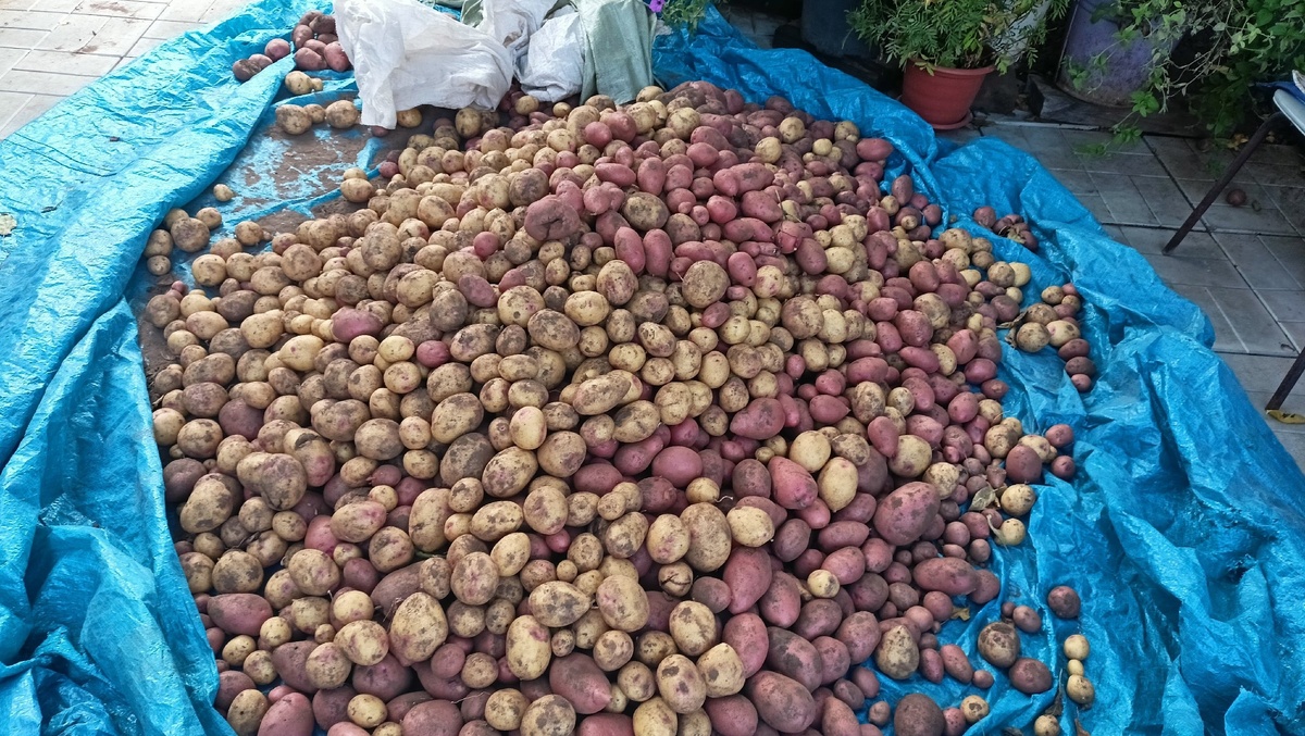    Никогда не копаю картошку до этого дня - жду 1 признак: клубни больше не прорастают в погребе