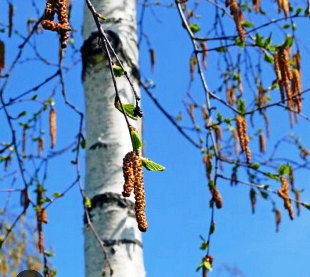 Фото взято с интернета. 