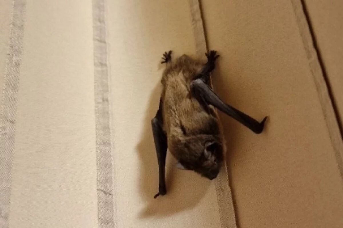    Онищенко: появившиеся в городах летучие мыши переносят вирусы