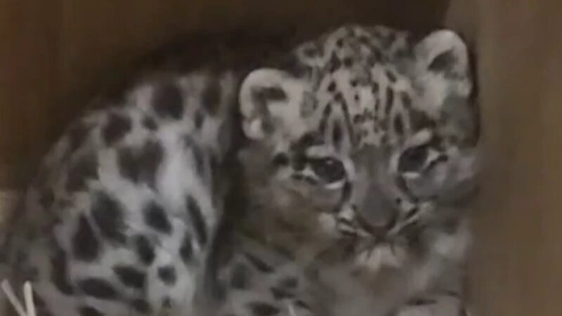     Впервые за 94 года родился котенок снежного барса в зоопарке Честера скриншот с видео