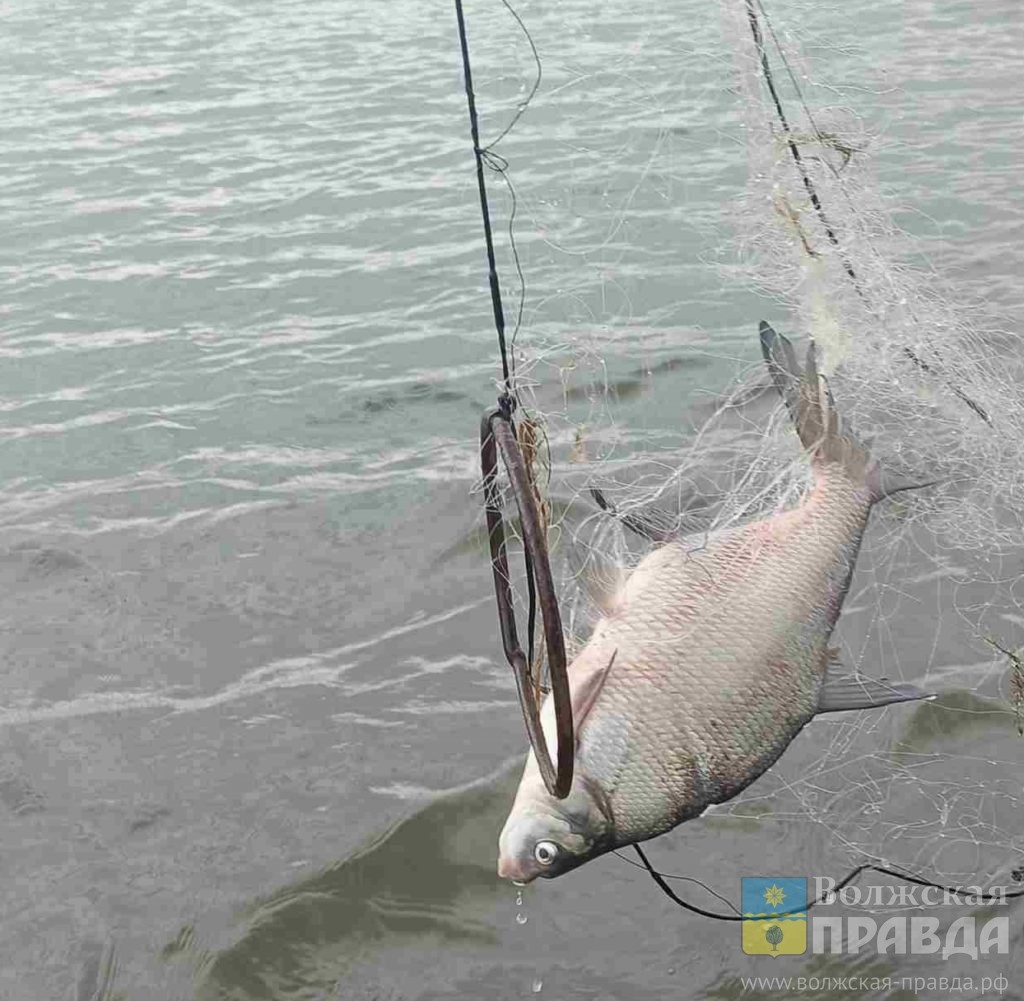 Фото: Цимлянский отдел рыбохраны📷    Зори с лазорями: традиции на 30 июля

