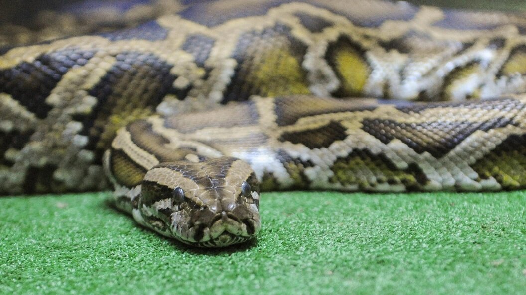    Фото: Vadim Akhmetov/Globallookpress