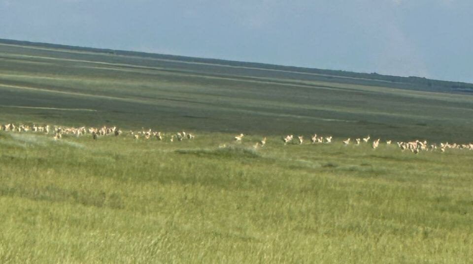    Фото: Бато Ванчиков