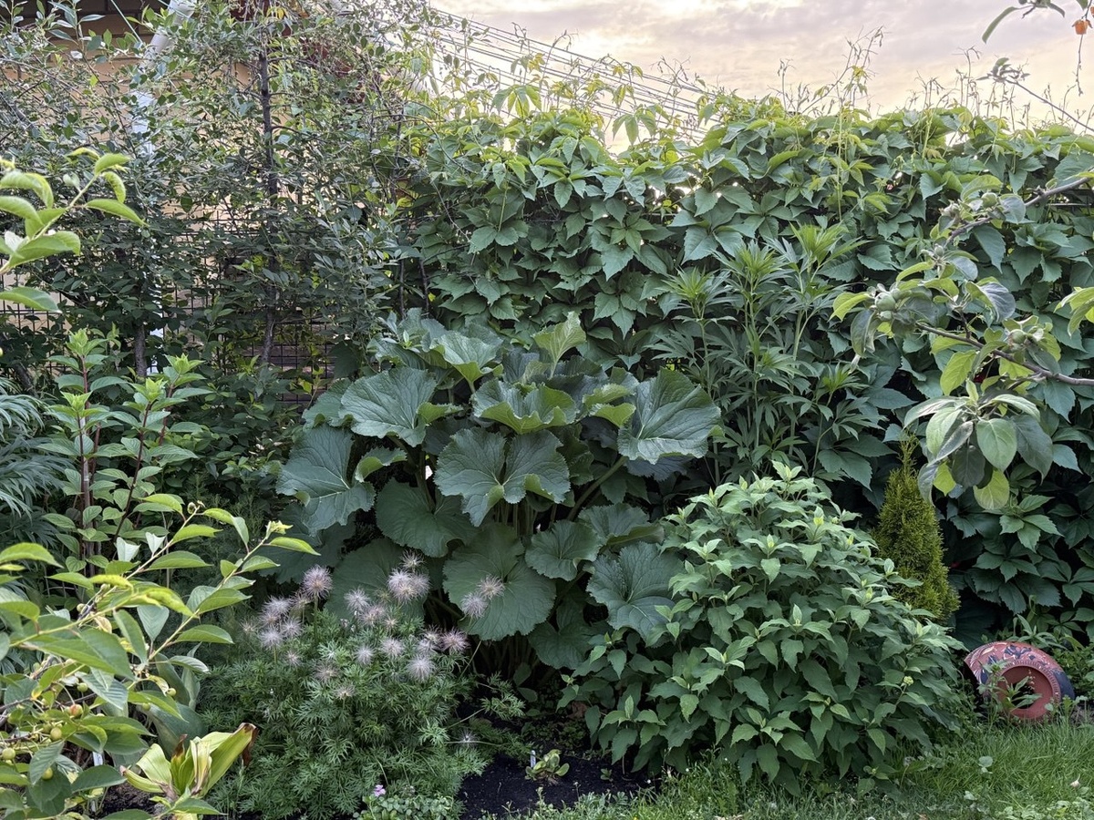 Тенистый участок сада. Фото автора канала Дом с кипарисами