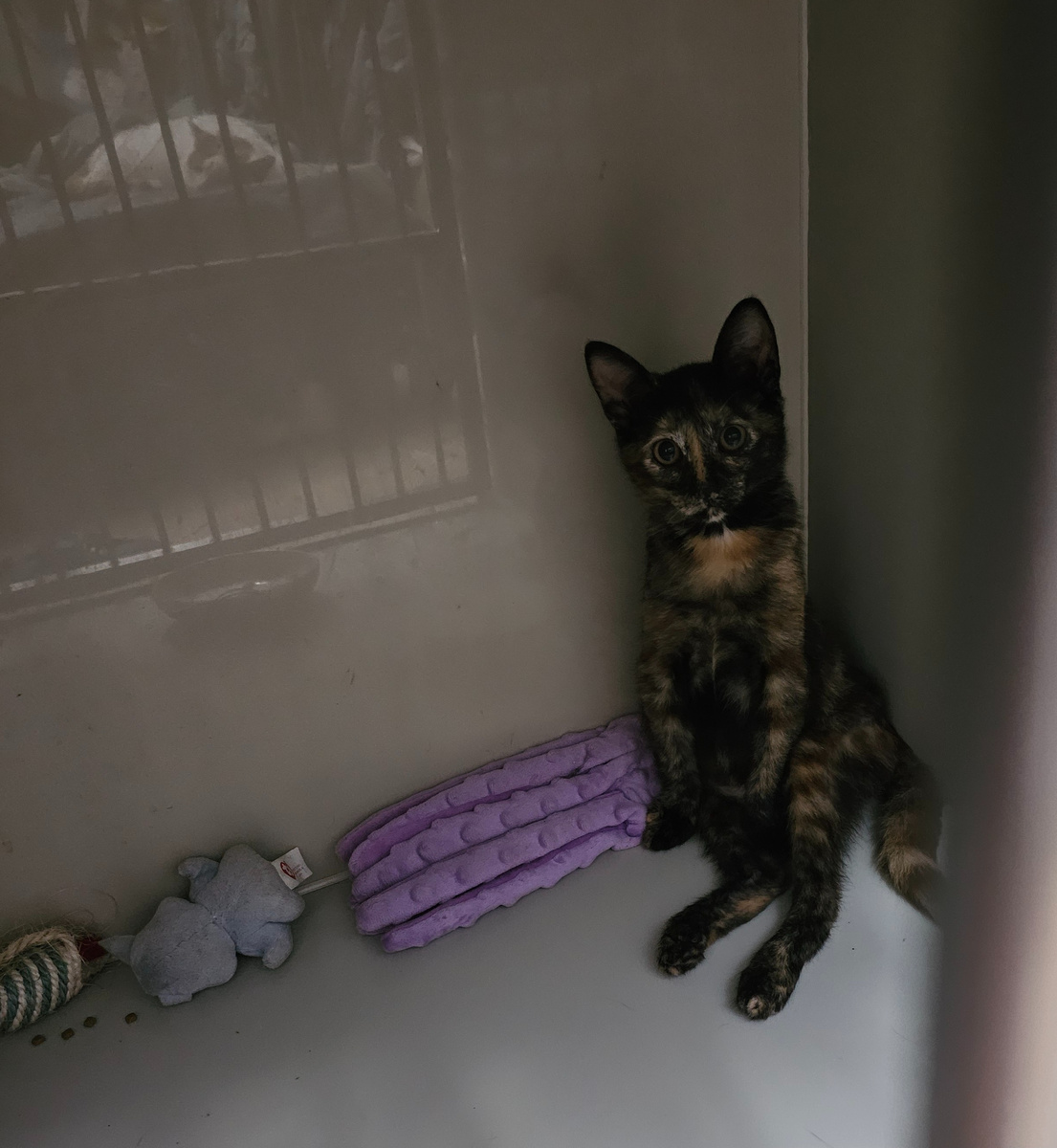 Фото автора. Наша спинальница Лилит.