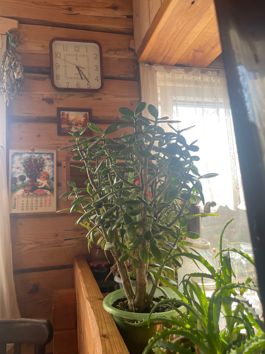 Толстянка и алоэ. В тенечке хорошо.