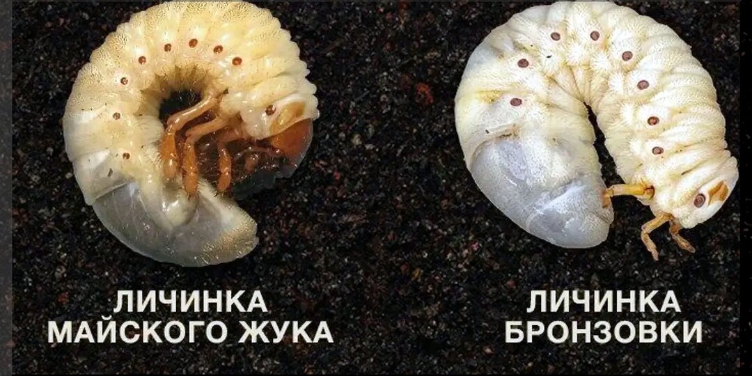 Садово-огородный ликбез: отвечаем на пятьдесят вопросов подписчиков. Декабрь 2025. Часть 4