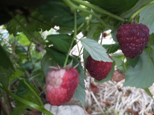 Негодная малина.