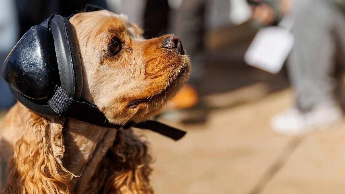    Фото: Госавтоинспекция Новосибирской области