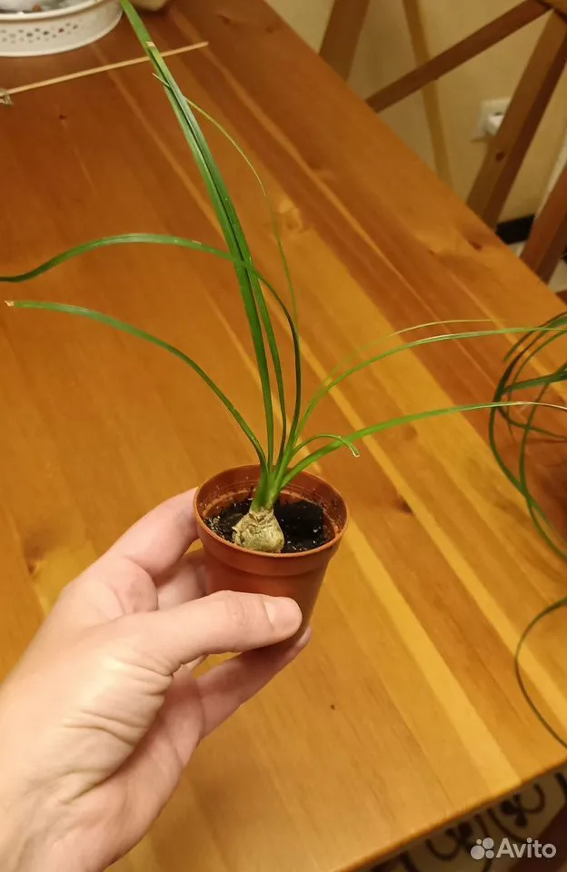 Вот такую я её купила за 100р (по-соседски)