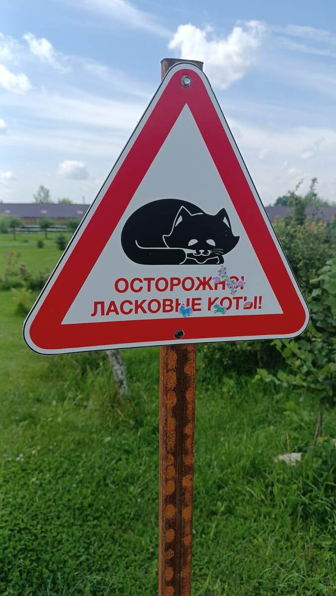 На всей территории много ласковых котиков