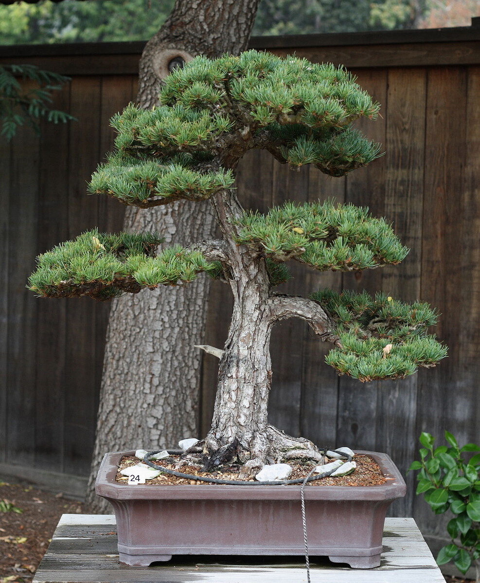 https://upload.wikimedia.org/wikipedia/commons/thumb/2/2c/Japanese_White_Pine%2C_GSBF-CN_124%2C_September_12%2C_2008.jpg/1200px-Japanese_White_Pine%2C_GSBF-CN_124%2C_September_12%2C_2008.jpg