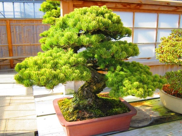 Бонсай и ниваки в ландшафтном дизайне.