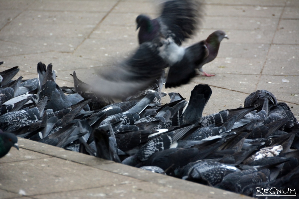    Голуби / Источник: Марина Каширская © ИА REGNUM