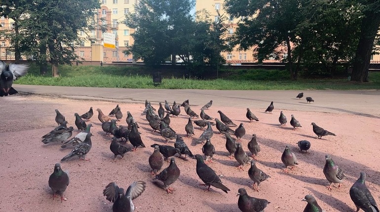    Фото: Мойка78/ Альбика Халидова.