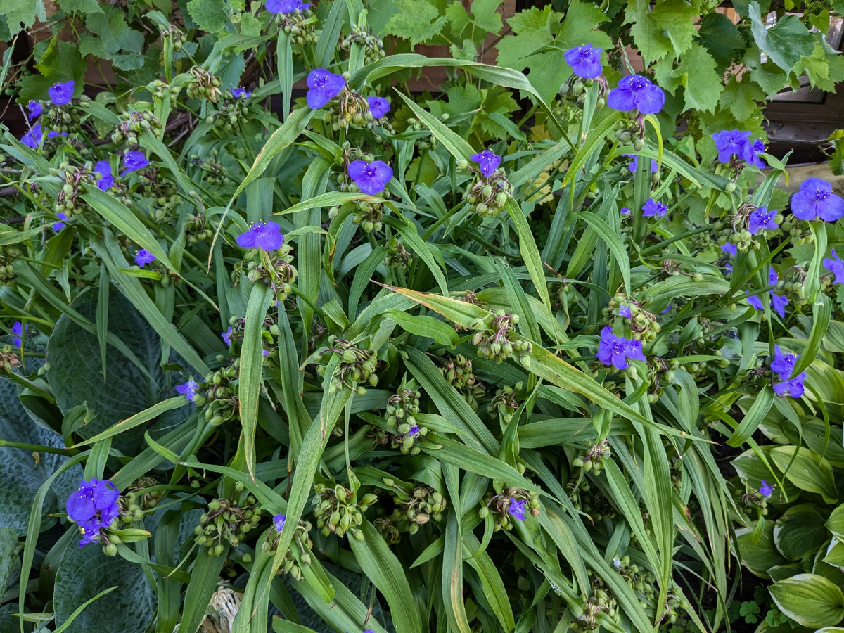 Традесканция садовая в конце июля