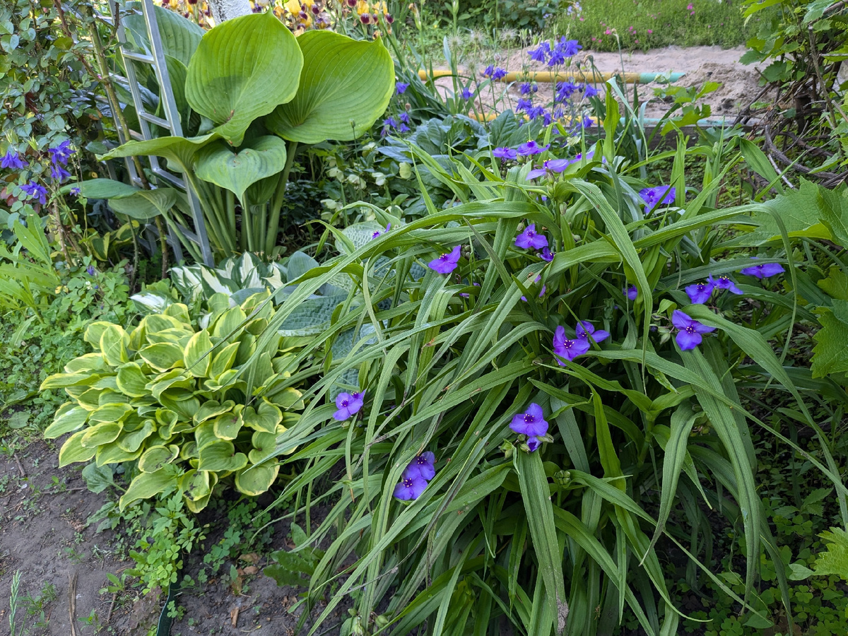 Тот же куст традесканции в мае - начало цветения